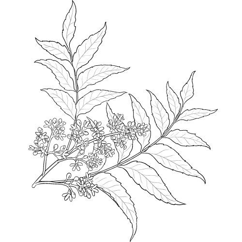 Nimbový olej (neem olej) 100% Alteya Organics 100ml Obrázek