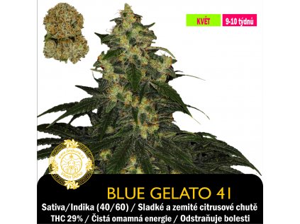Blue Gelato 41