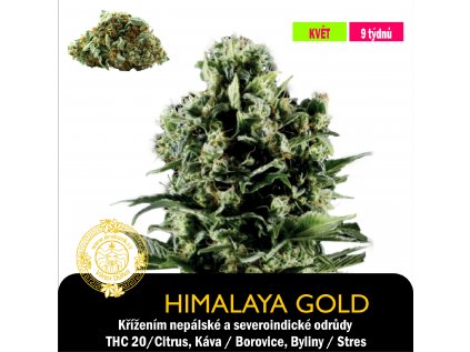 Himalaya Gold