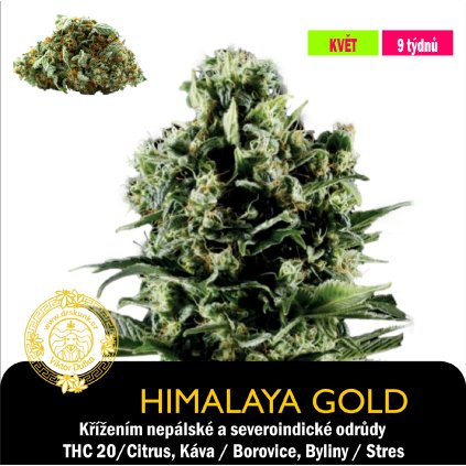 Himalaya Gold