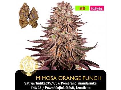 MIMOSA ORANGE PUNCH (1)