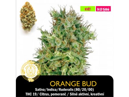 Orange Bud