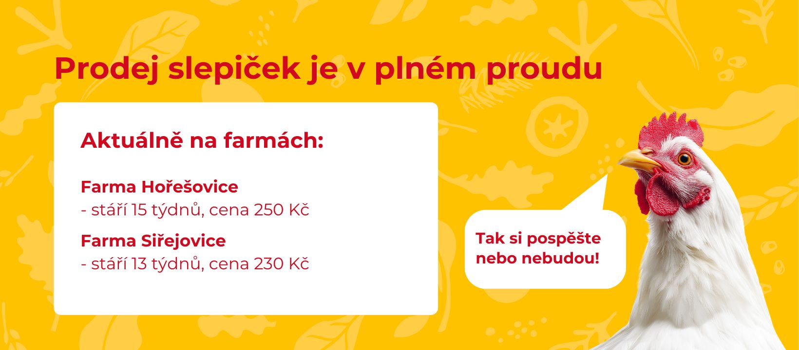 Prodej kuřic