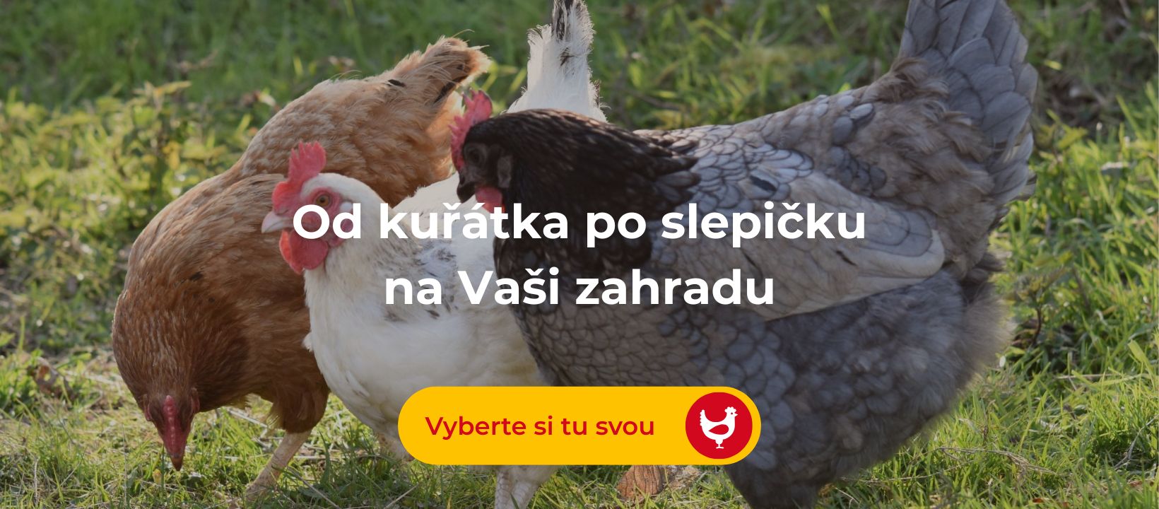 Od kuřátka po slepičku na Vaši zahradu
