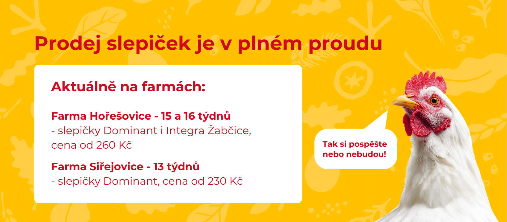 Prodej kuřic