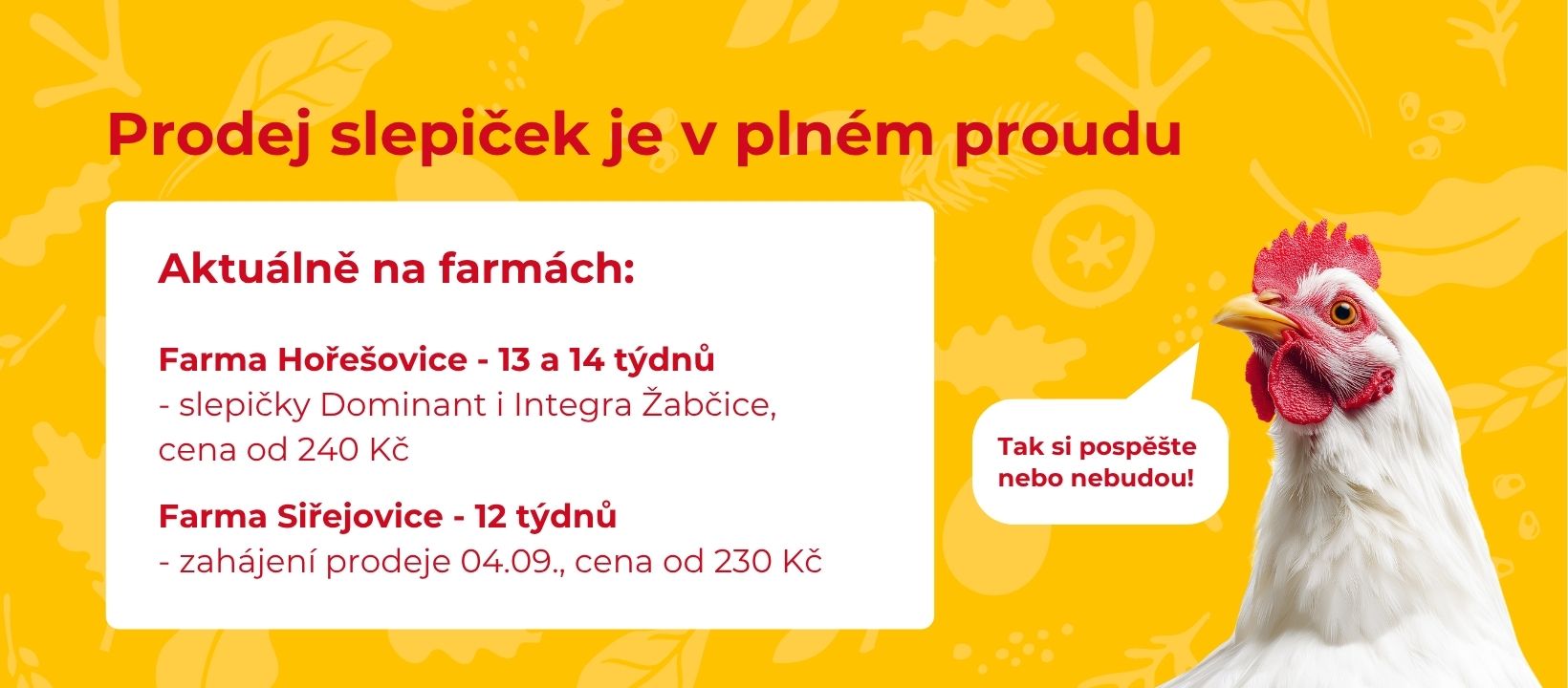 Prodej kuřic
