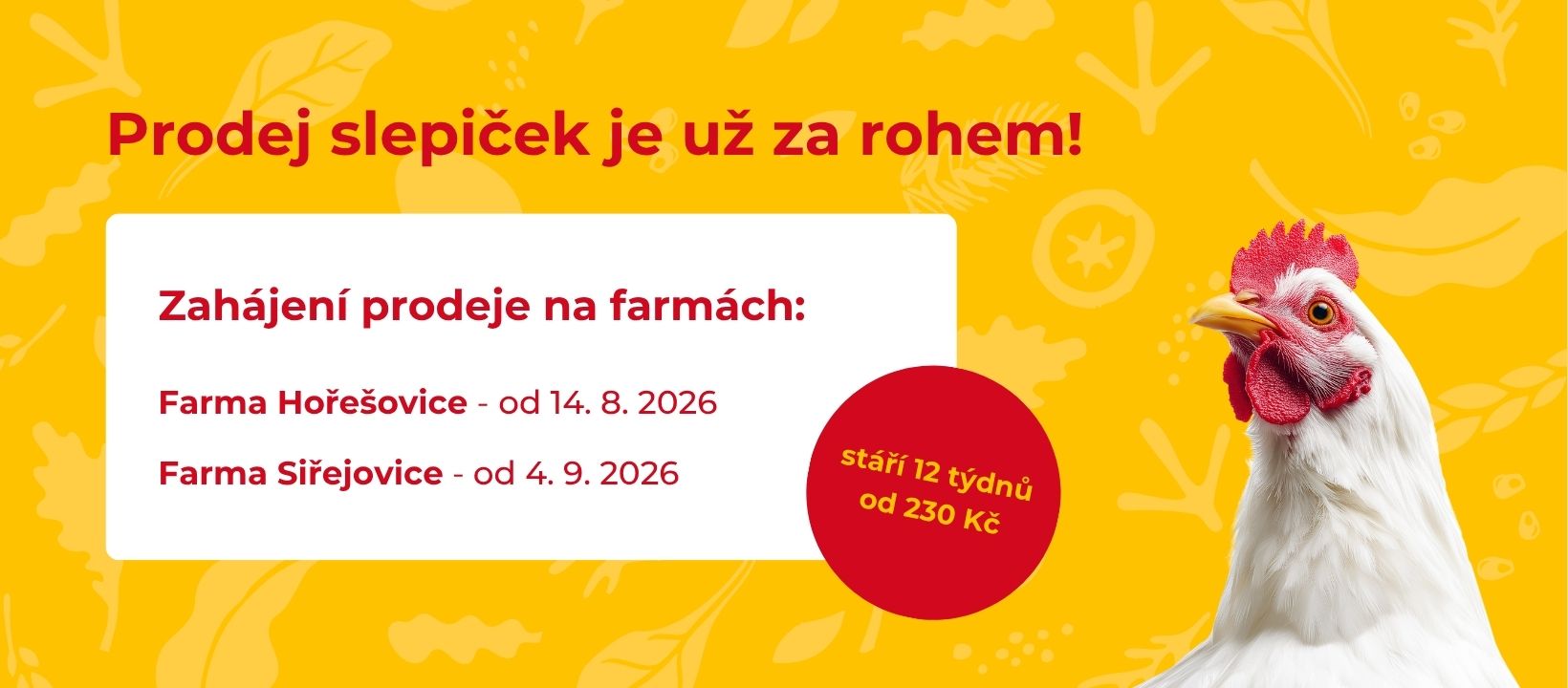 Prodej kuřic