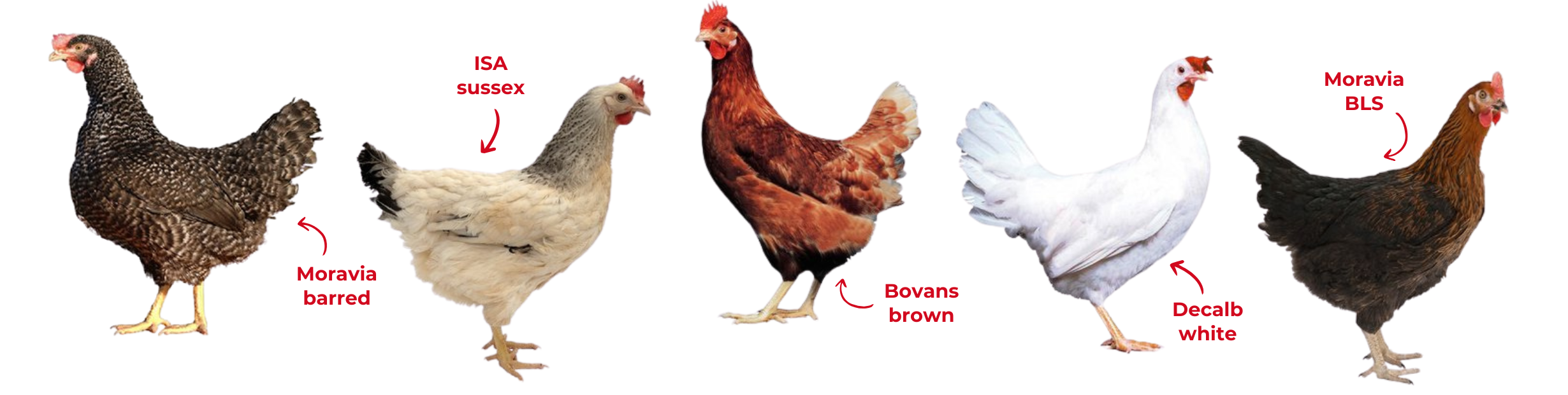 Kuřice Žabčice Integra