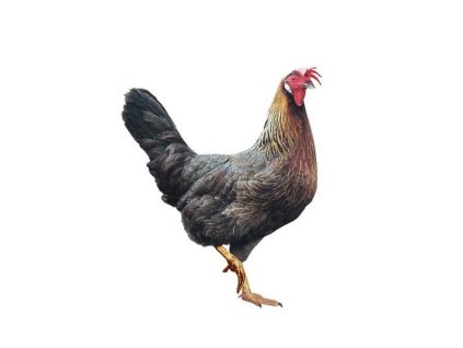 DOMINANT KOROPTVÍ D300 varianta A