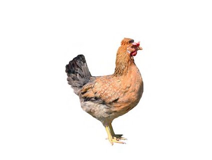 DOMINANT GREENSHELL ČERVENĚ ŽÍHANÝ D459