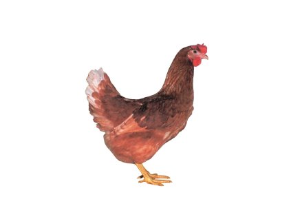 Kuřice slepice slepička nosnice DOMINANT HNĚDÝ D102