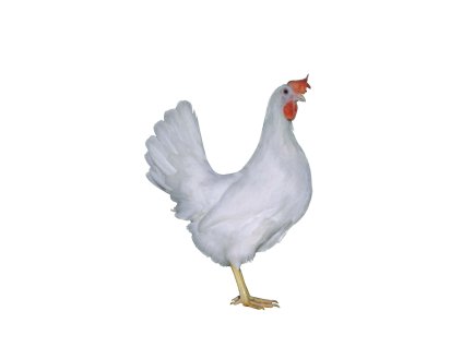 Kuřice slepice slepička nosnice DOMINANT LEGHORN D229
