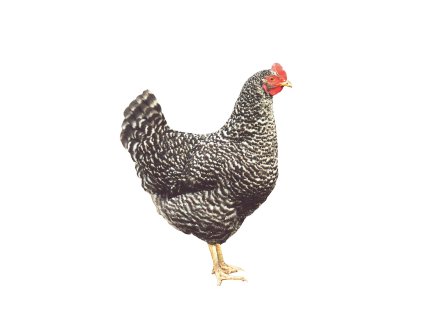 DOMINANT ŽÍHANÝ D959