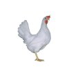DOMINANT LEGHORN D229