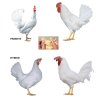 Dominant leghorn parents