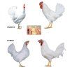 Dominant leghorn parents