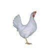 DOMINANT LEGHORN D229