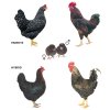 Kuřice slepice slepička nosnice DOMINANT ČERNÝ D109