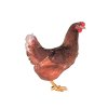 Kuřice slepice slepička nosnice DOMINANT HNĚDÝ D102