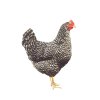 Kuřice slepice slepička nosnice DOMINANT ŽÍHANÝ D959