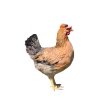 Kuřice slepice slepička nosnice DOMINANT GREENSHELL ČERVENĚ ŽÍHANÝ D459