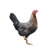 Kuřice slepice slepička nosnice DOMINANT KOROPTVÍ D300 varianta A