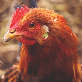 Co dělat když se objeví čmelík?