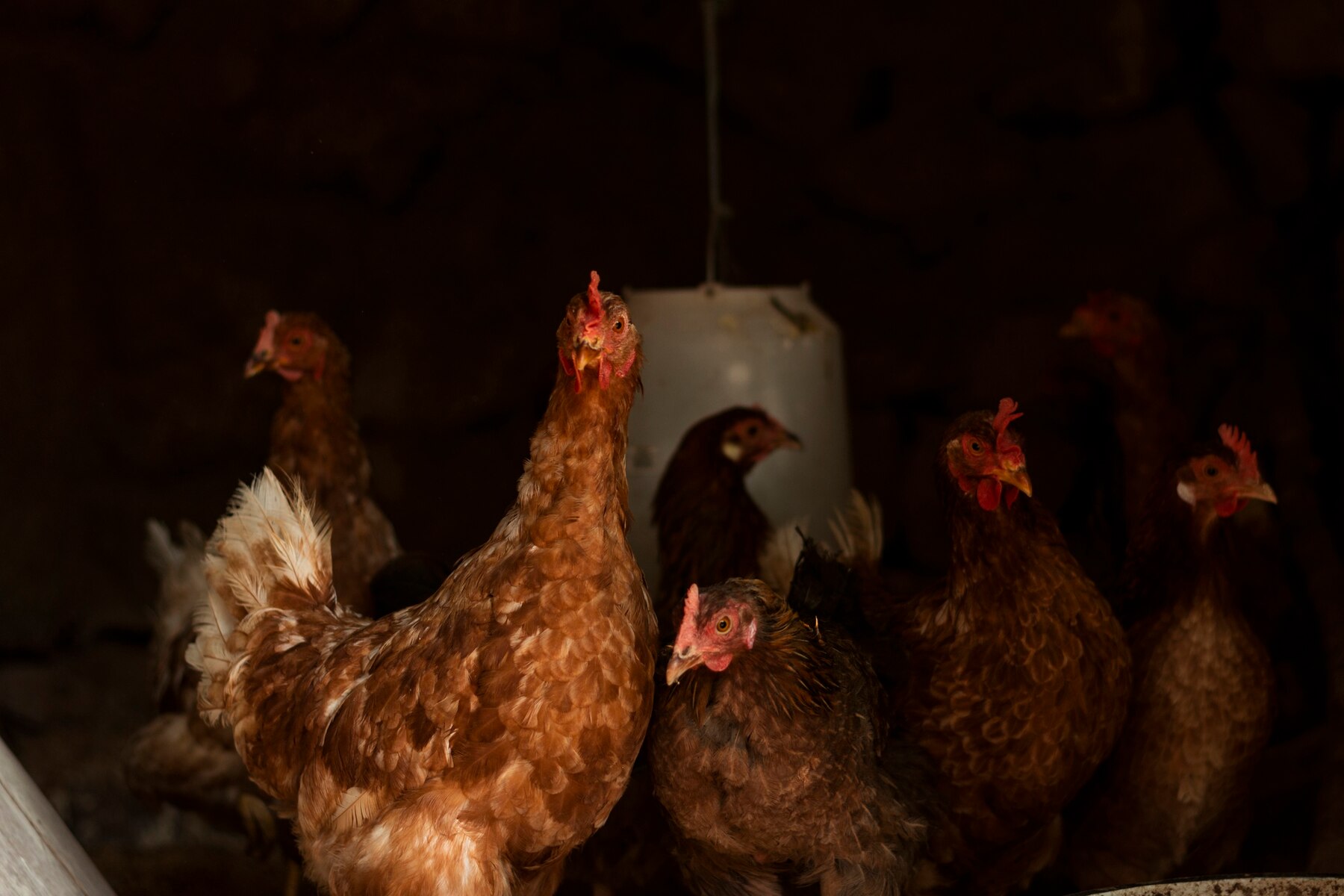 Světlo v chovu drůbeže