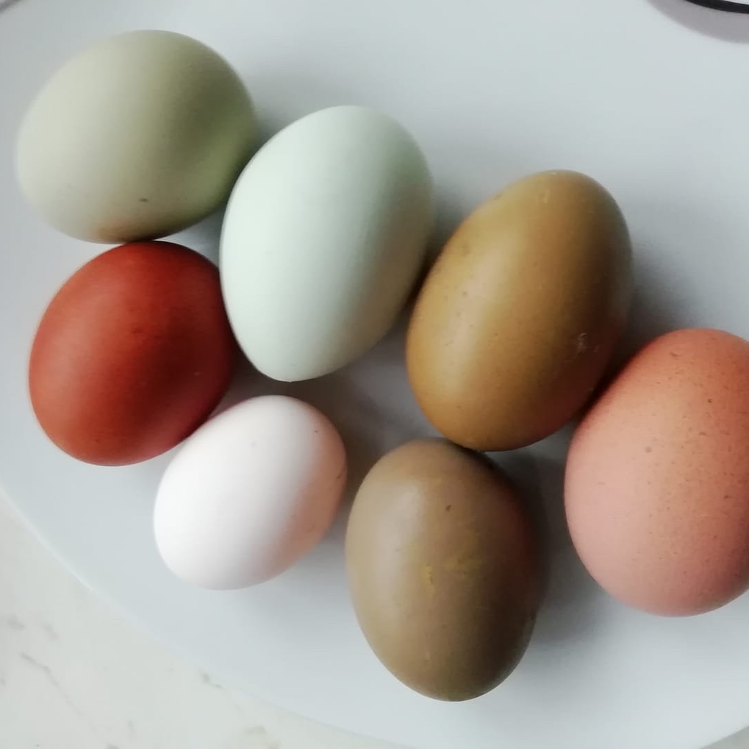 Klování vajec