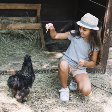 Žížala i červ jsou slepičí pochoutky