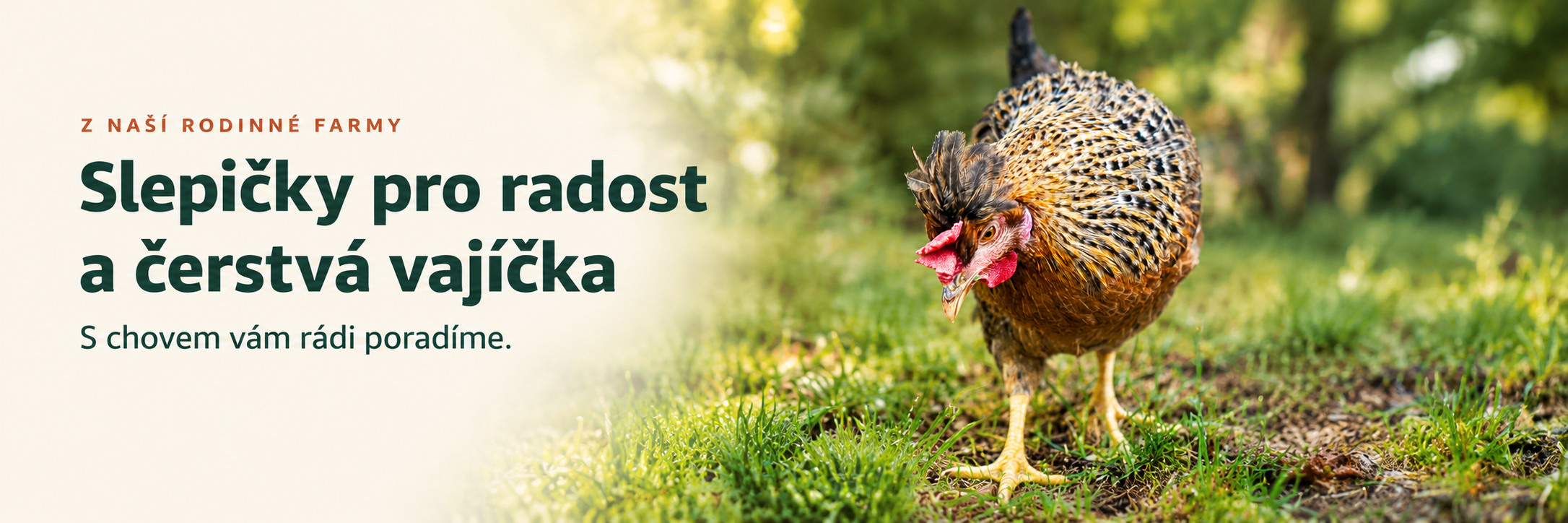 Z naší rodinné farmy. Slepičky pro radost a čerstvá vajíčka. S chovem vám rádi poradíme.