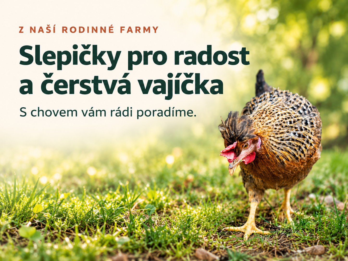 Z naší rodinné farmy. Slepičky pro radost a čerstvá vajíčka. S chovem vám rádi poradíme.