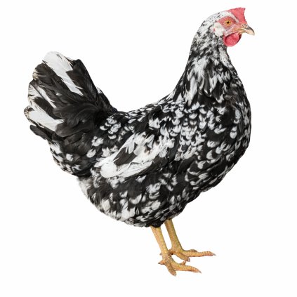 leghorn