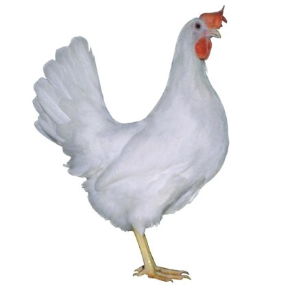 LEGHORN