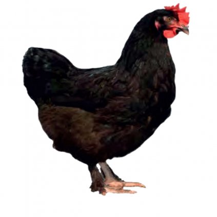 DS109 hybrid hen 500x500 1 455706766