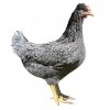 GS107 hybrid hen 1000x1000 1 1473070525