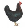 Dominant Černý