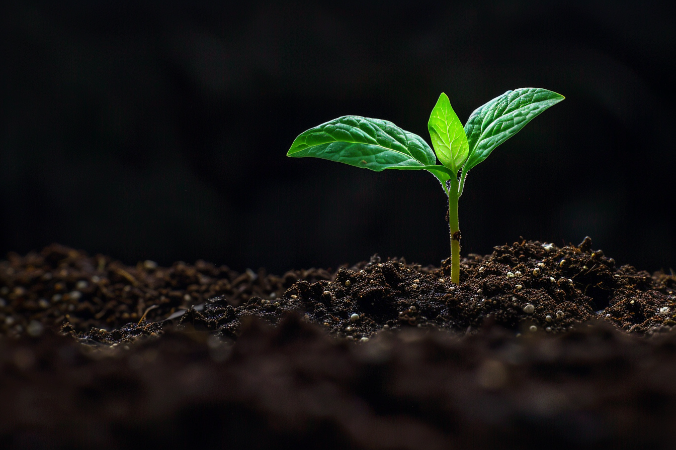 Jaký je rozdíl mezi BIOCHAREM a POPELEM ?