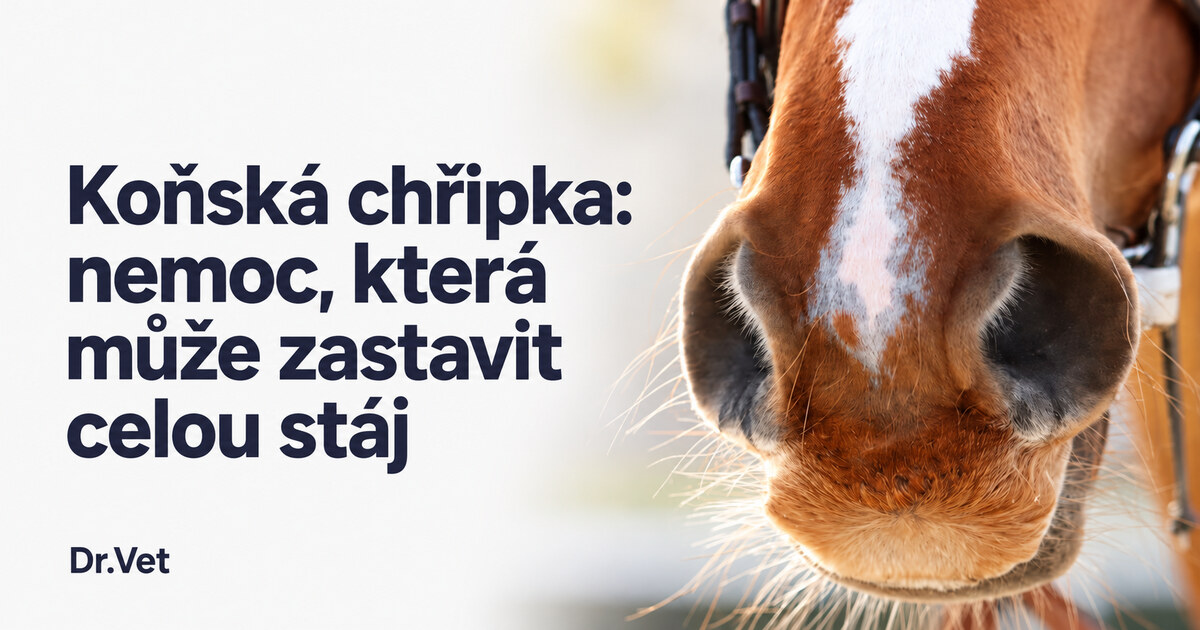 Koňská chřipka: nemoc, která může zastavit celou stáj