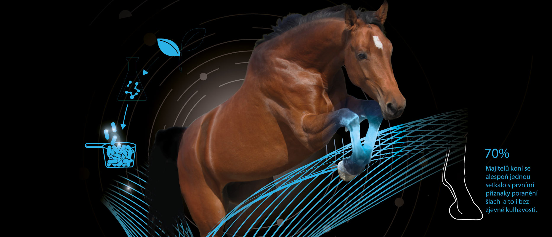 EVOLUCE V PÉČI  O ŠLACHY A VAZY