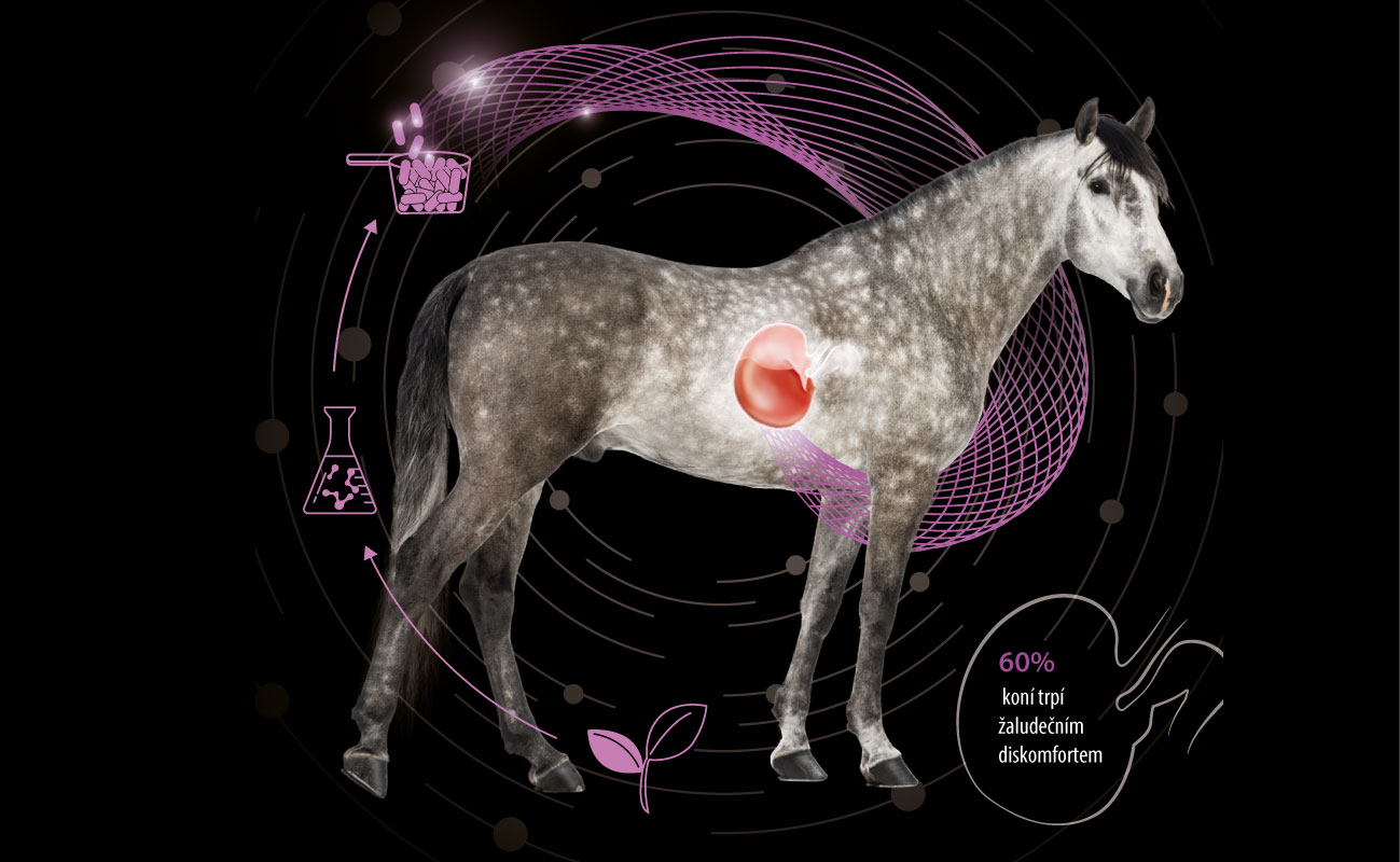 Cílená ochrana žaludku koně