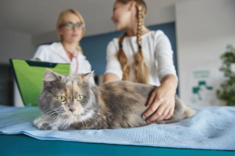 Selhávání ledvin koček