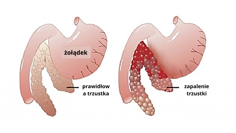 żołądek