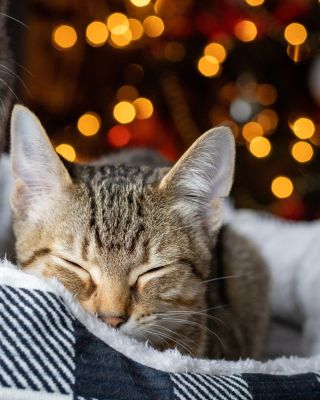 Po šťedrovečerním shonu přišel čas na pohodu. 🐾🎄 Přejeme vám krásný sváteční víkend plný klidu, tepla a spokojeného předení.