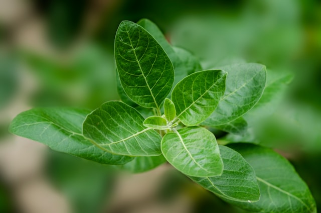 Ashwagandha vs. Rhodiola: Který adaptogen je lepší pro zvládání stresu?