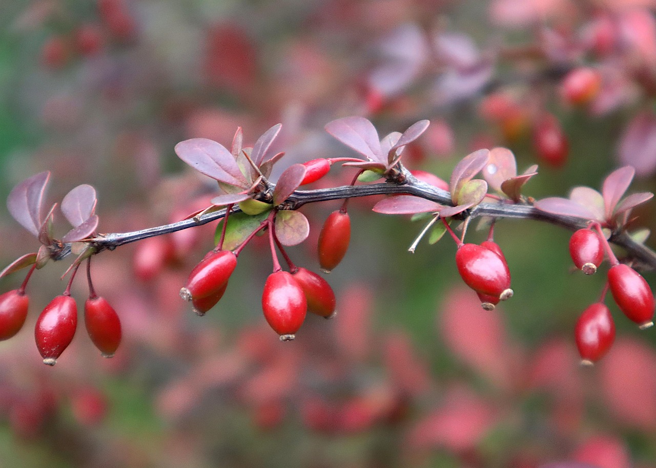 Berberin: Jak může pomoci s dlouhověkostí a metabolismem?
