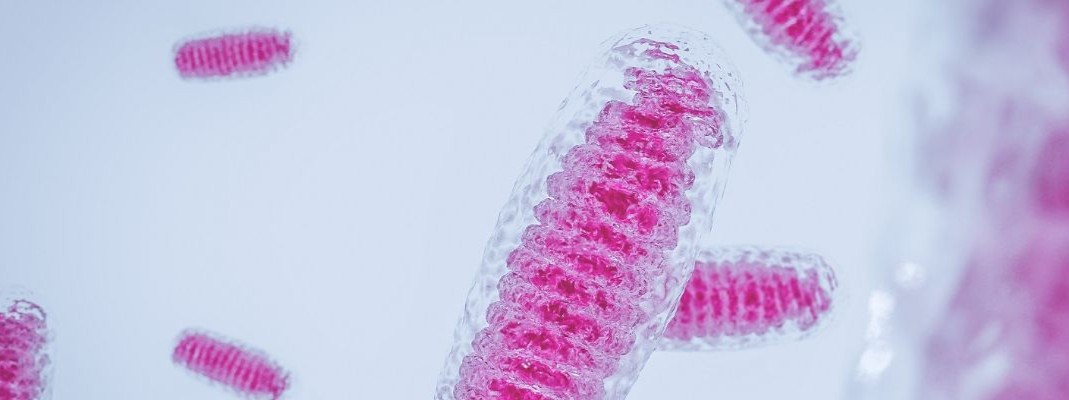 Co je PQQ a jak pomáhá mitochondriím?