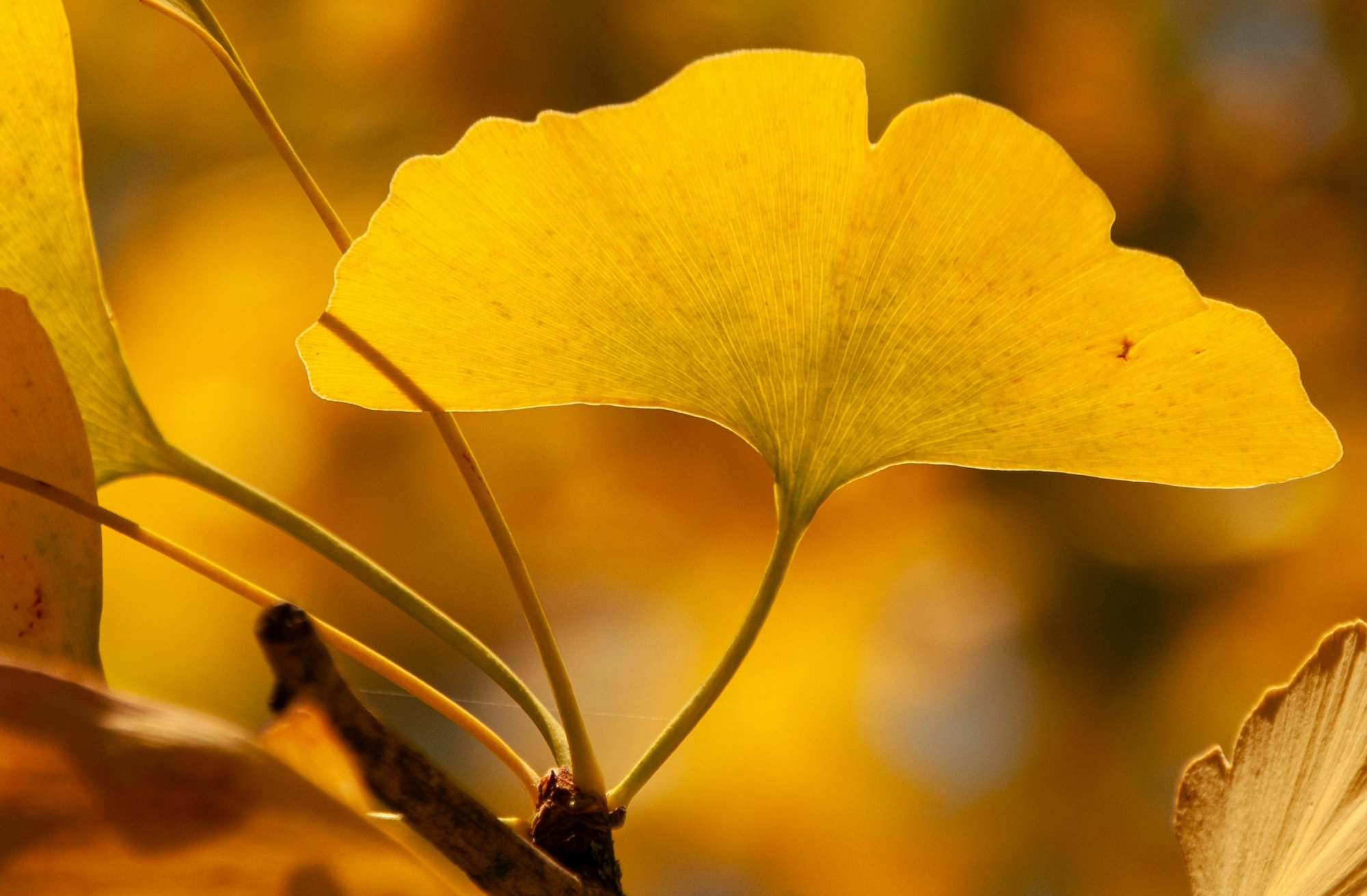 Doplňky stravy pro zvýšení soustředění a produktivity