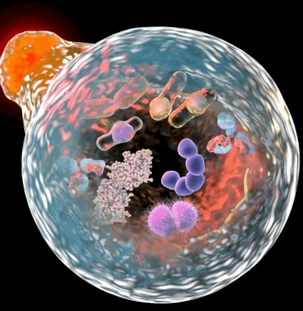 Jak funguje autofagie a jak ji podpořit?