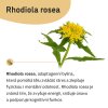 Rhodiola rosea